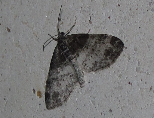 Geometridae: Lobophora halterata